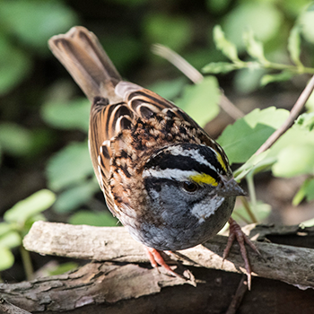 White-throated Sparrow