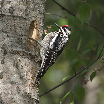 Yellow-bellied Sapsucker (female)