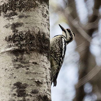 Yellow-bellied Sapsucker