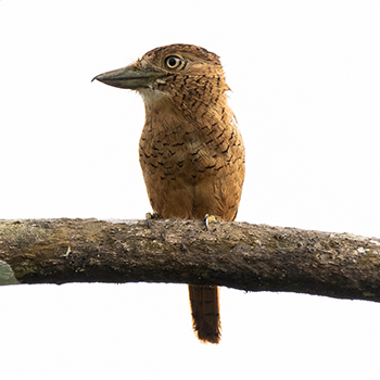 Barred Puffbird