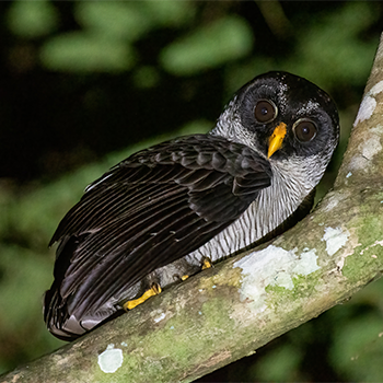 Black-and-white Owl
