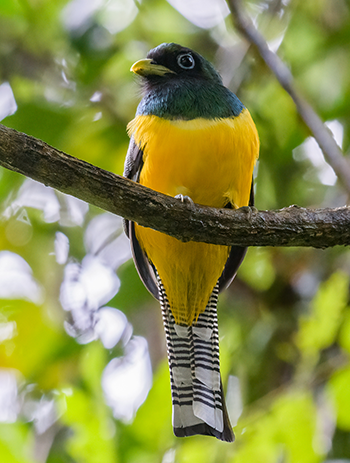 Black-throated Trogon