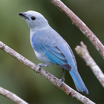 Blue-grey Tanager