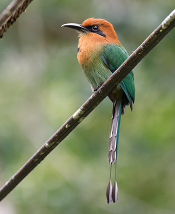Broad-billed Motmot