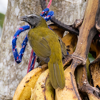 Buff-throated Saltator
