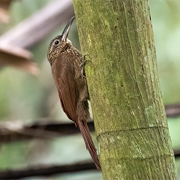 Cocoa Woodcreeper
