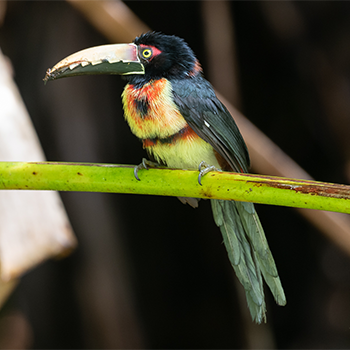 Collared Aracari