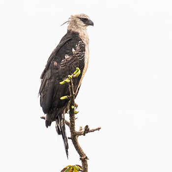 Crested Eagle
