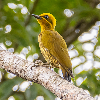 Golden-green Woodpecker