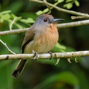 Grey-cheeked Nunlet