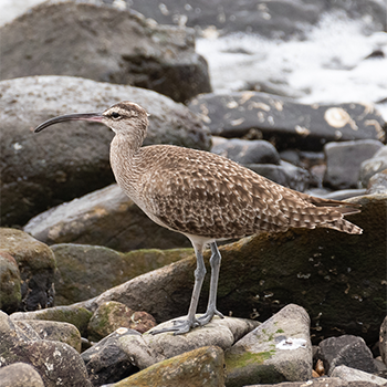 Hudsonian Whimbrel