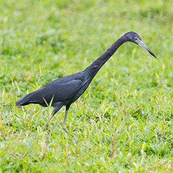 Little Blue Heron
