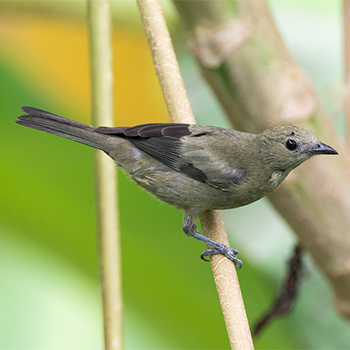 Palm Tanager