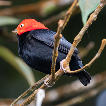 Red-capped Manakin