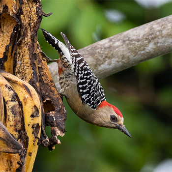Red-crowned Woodpecker