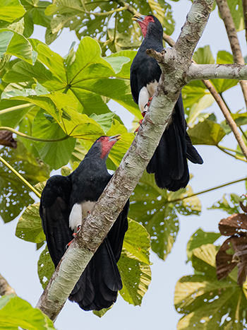 Red-throated Caracaras
