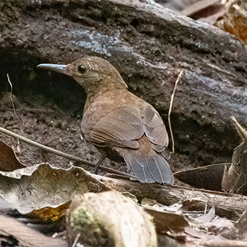 Scaly-throated Leaftosser
