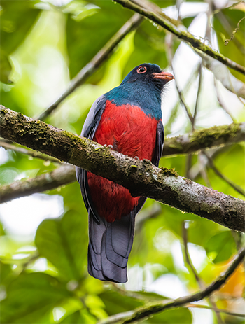 Slaty-tailed Trogon