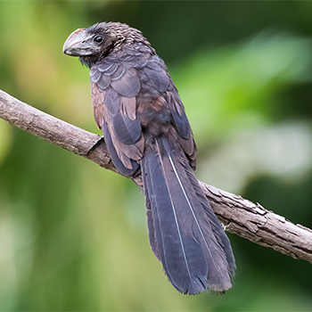 Smooth-billed Ani