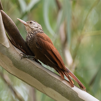 Straight-billed Woodcreeper