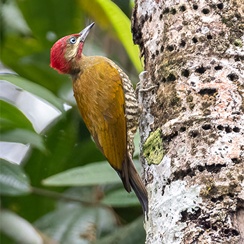 Stripe-cheeked Woodpecker