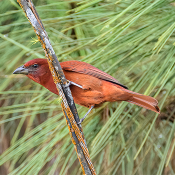Tooth-billed Tanager