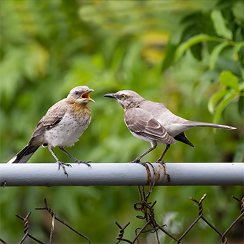 Tropical Mockingbird