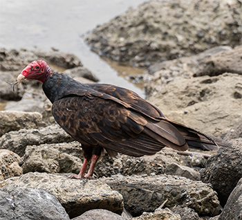 Turkey Vulture
