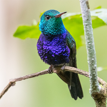 Violet-bellied Hummingbird