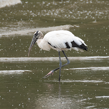 Wood Stork