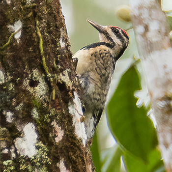 Yellow-bellied Sapsucker