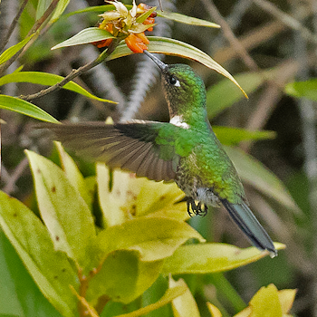 Amethyst-throated Sunangel