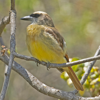 Baird's Flycatcher
