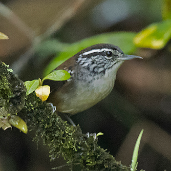 Bar-winged Wood-wren