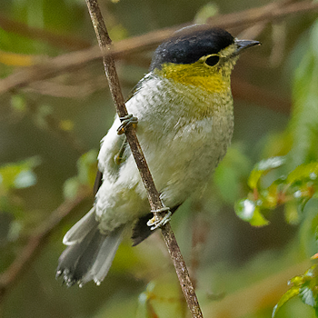 Barred Becard