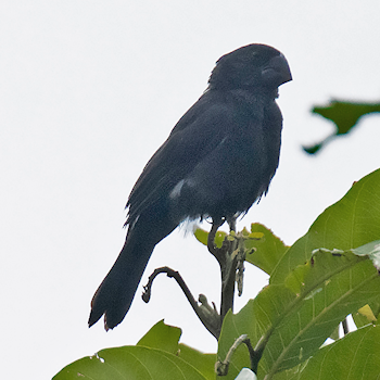 Black-billed Seed-finch
