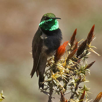Black-breasted Hillstar
