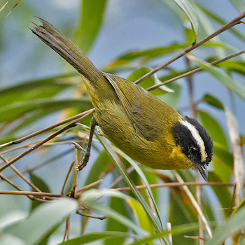 Black-capped Hemispingus