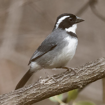 Black-capped Sparrow