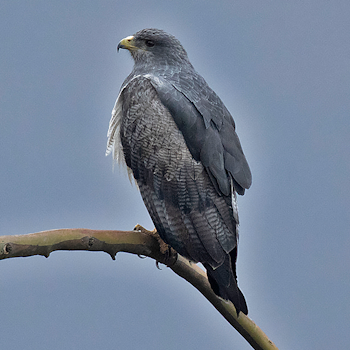 Black-chested Buzzard-eagle