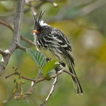 Black-crested Tit-tyrant