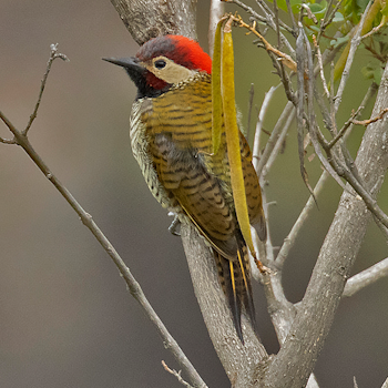 Black-necked Woodpecker