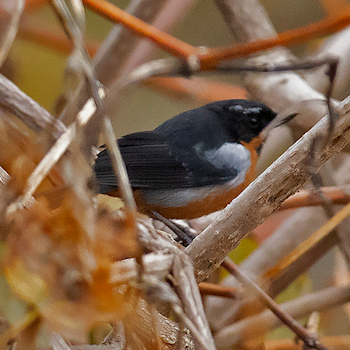 Black-throated Flowerpiercer