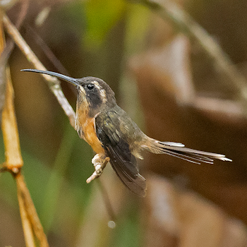 Black-throated Hermit