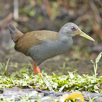 Blackish Rail