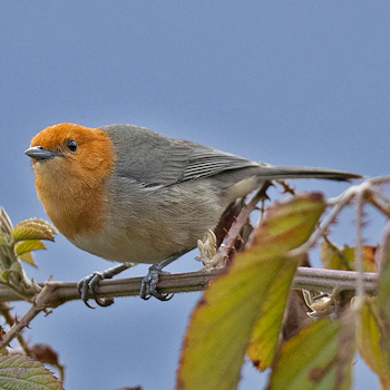 Brown-flanked Tanager