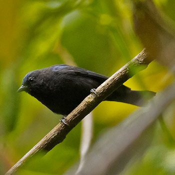 Capped Conebill