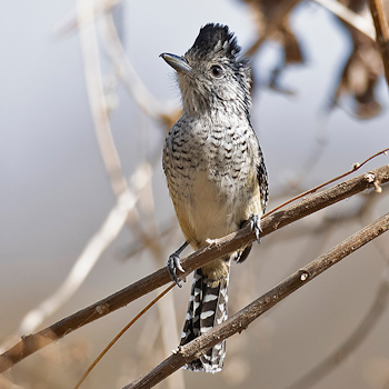 Chapman's Antshrike