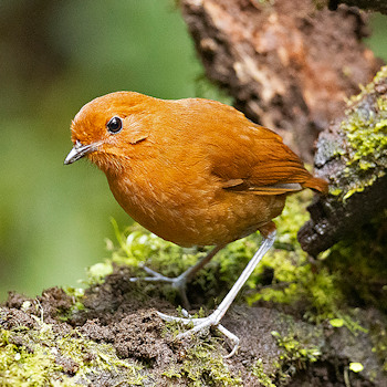 Chestnut Antpitta
