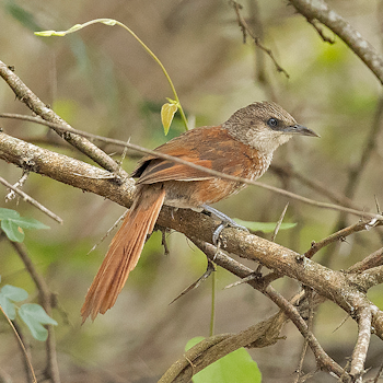 Chestnut-backed Thornbird